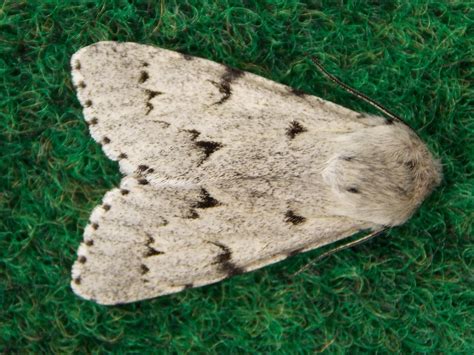 Noctuidae Moths - BRITISH NATURE GUIDE