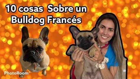 Cuánto Se Debe Alimentar A Un Cachorro De Bulldog Francés