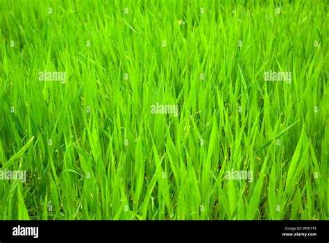 Beautiful Green Lawn Freshly Mowed Stock Photo Alamy