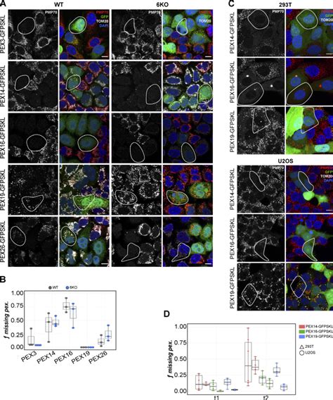 Overexpression of peroxisomal membrane proteins disrupts peroxisomal ...