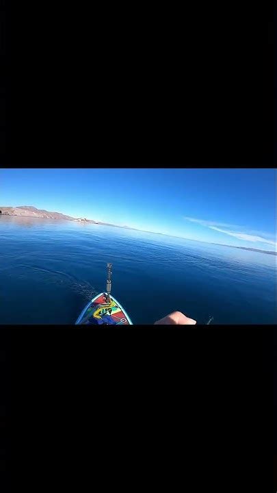 Huge Fish On Paddleboard Short Youtube