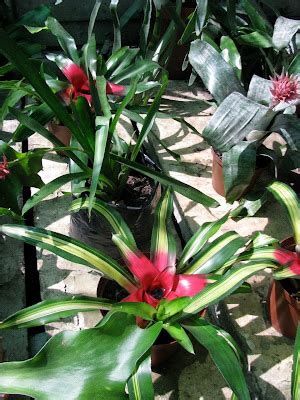 Tropical Farms Nursery: Red bromeliads for sale