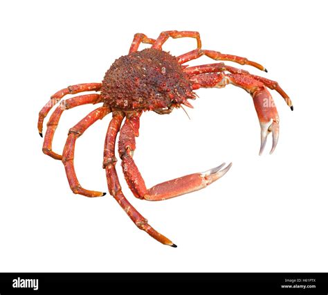 Spider Crab Maja Squinado Cut Out Stock Images Pictures Alamy