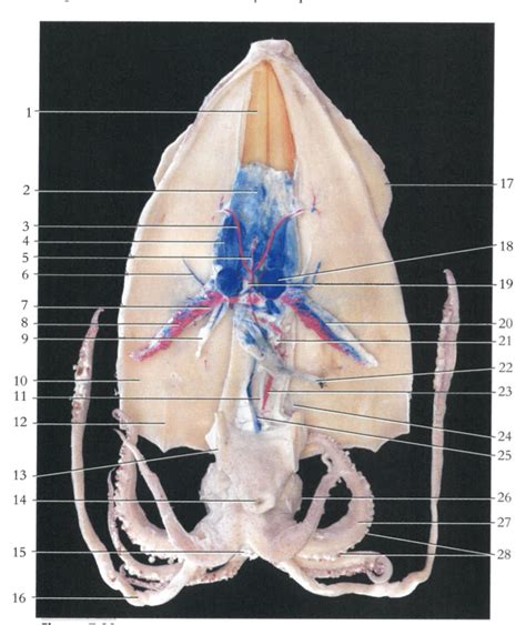 Lab 3: Squid dissection Diagram | Quizlet