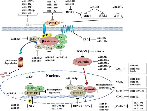 Frontiers Interplay Of Mirnas And Canonical Wnt Signaling Pathway In