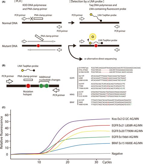 Peptide Nucleic Acidlocked Nucleic Acid Dualpcr Reaction A