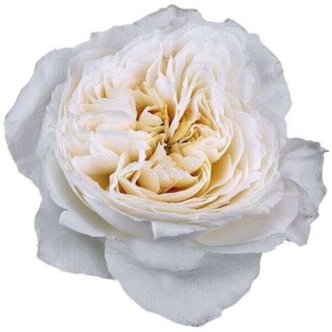 White Cloud Garden Roses Florabundance Wholesale Flowers