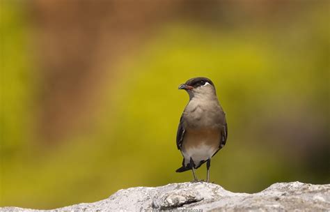 Endemic Birds of Madagascar – Alex Aitkenhead