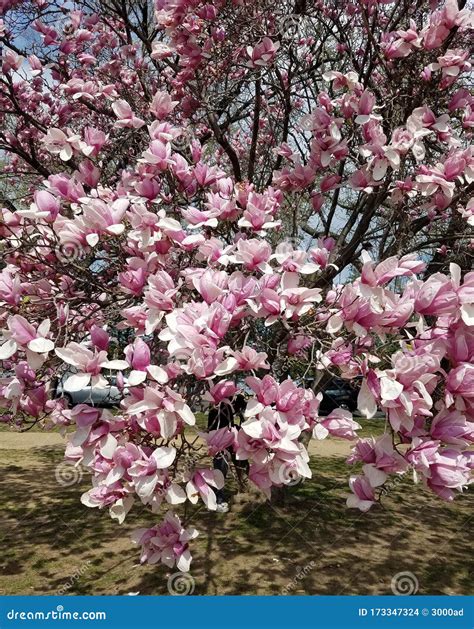 Magnolia Trees with Blooming Pink Flowers in Springtime Stock Photo ...