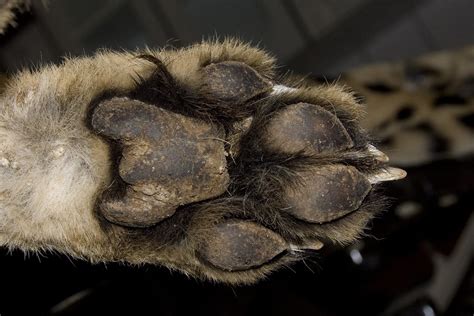 Cheetah Paw