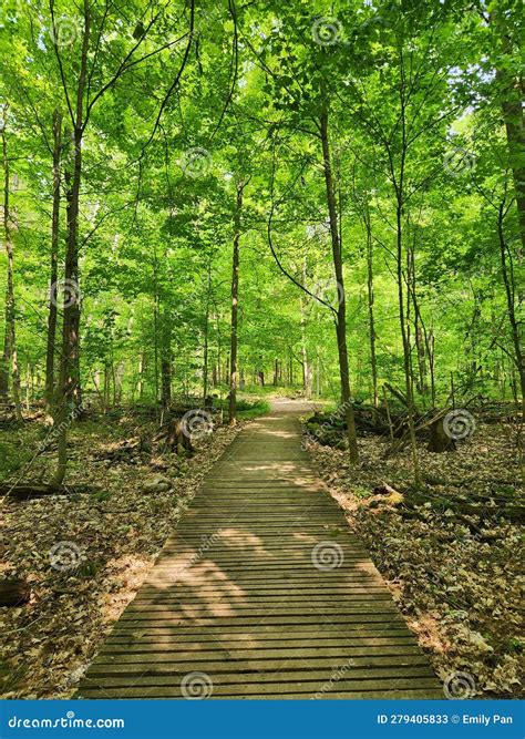 Lost in the Forest stock image. Image of trail, autumn - 279405833