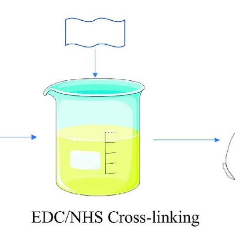 Schematic Illustration Of Fabricating And Implantation Of Edc Nhs