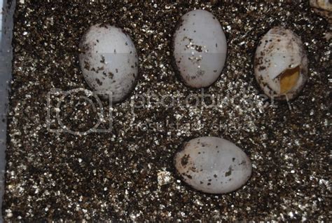 Fiji Iguana Clutch 4 Hatching :) - Reptile Forums