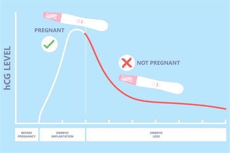 HCG Level After Miscarriage: When Does It Return To Zero? | MomJunction