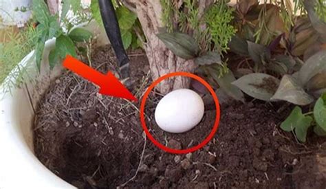 5 manières dutiliser les coquilles dœufs dans votre jardin Tout A