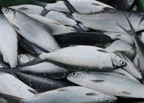 BANGUS ANG PAMBANSANG ISDA NG PILIPINAS