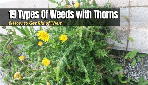 19 Types Of Weeds with Thorns - The Backyard Pros