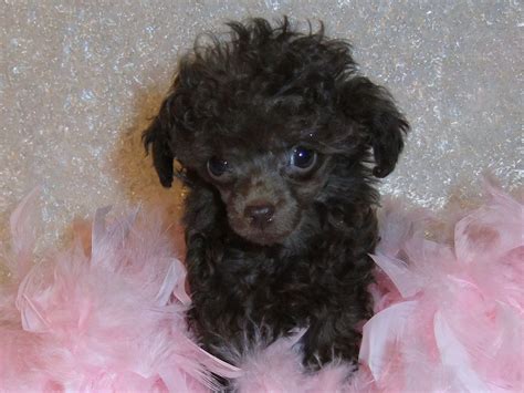 Teacup Poodles Teacup Poodle Puppies Toy Poodle Puppies From