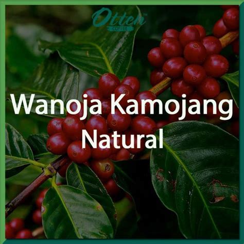 Jual Green Bean Kopi Arabica Wanoja Kamojang Natural Process 1 KG Di