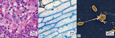 Chapter 2 Cells Theory And Structure Nscc Human Biology