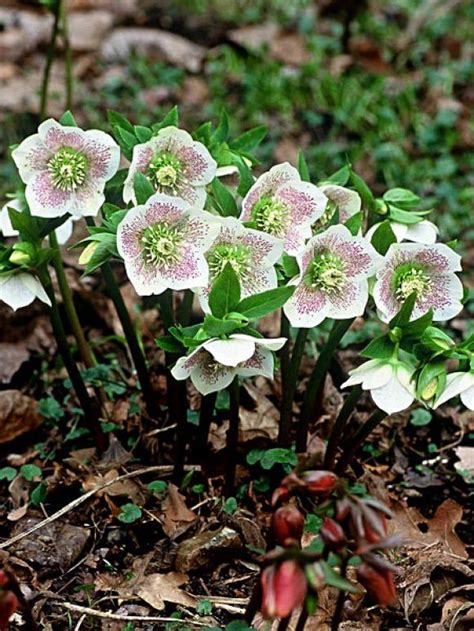 Helleborus Orientalis White Spotted Hybrids Schattenpflanzen