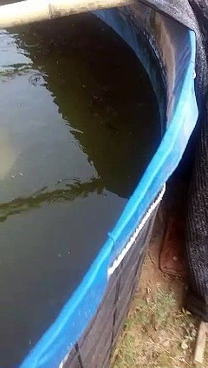 Dimusim Redup Jangan Lupa Jaga Kualitas Air Kolam Agar Ikan Kalian