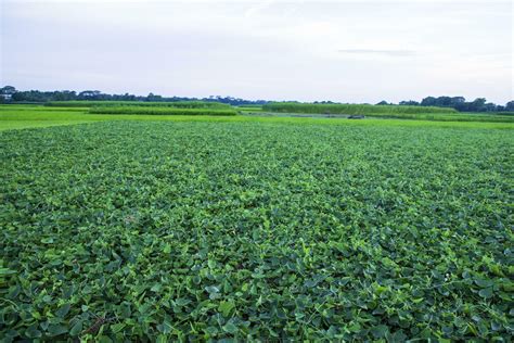 Green Pointed gourd plant field texture background 26837660 Stock Photo ...