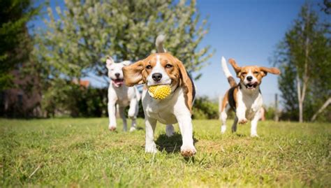 Top 5 Off Leash Dog Parks For Your Furry Friend Top Dog Tips