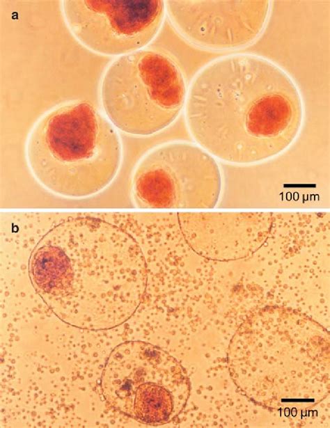 Light Micrographs Of Dithizone Stained Encapsulated Canine Islets