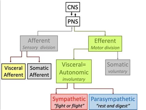 Autonomic Ns Flashcards Quizlet