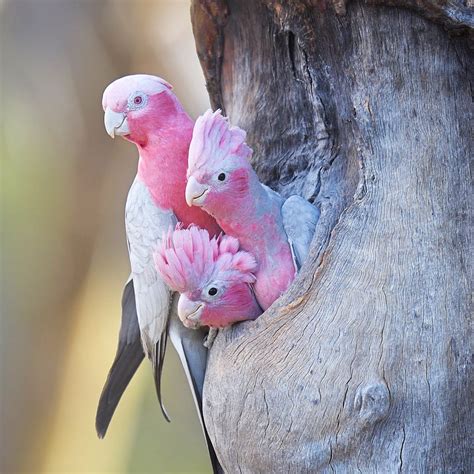 Pink cockatoo