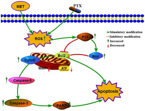 Combination Of Metformin And Paclitaxel Suppresses Proliferation And