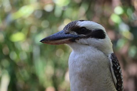 Kookaburra Australia Beak - Free photo on Pixabay