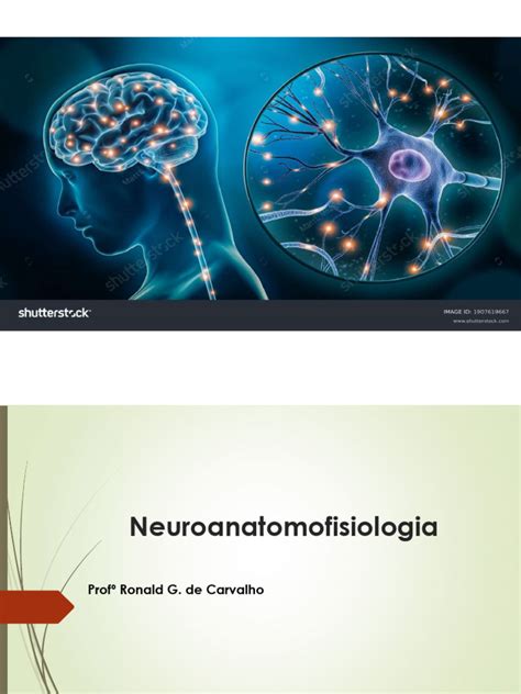 Neuroanatomofisiologia Download Grátis Pdf Nervo Neurônio