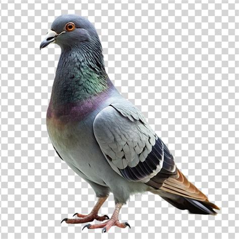 Premium Psd Pigeon Isolated On Transparent Background