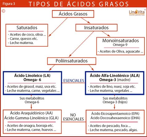 Tipos De Cidos Grasos