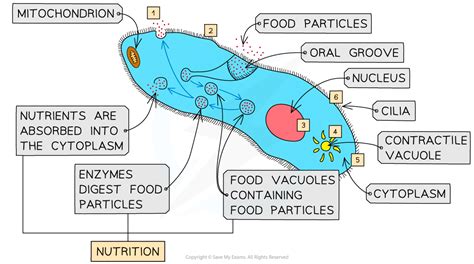 Ib Dp Biology Hl复习笔记1 1 2 Functions Of Life 翰林国际教育