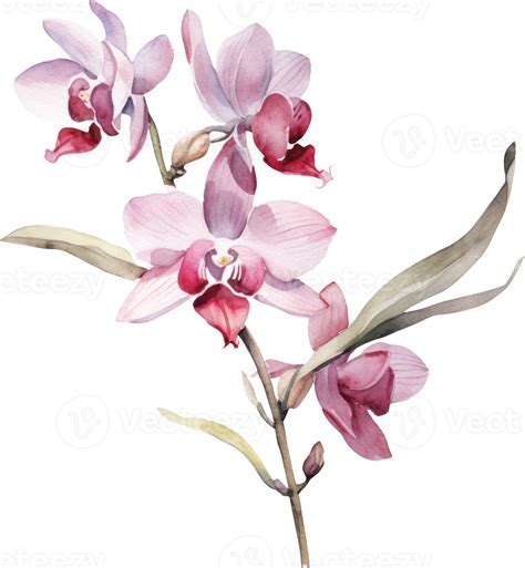 Pink Orchid Flower Watercolor Illustration Png