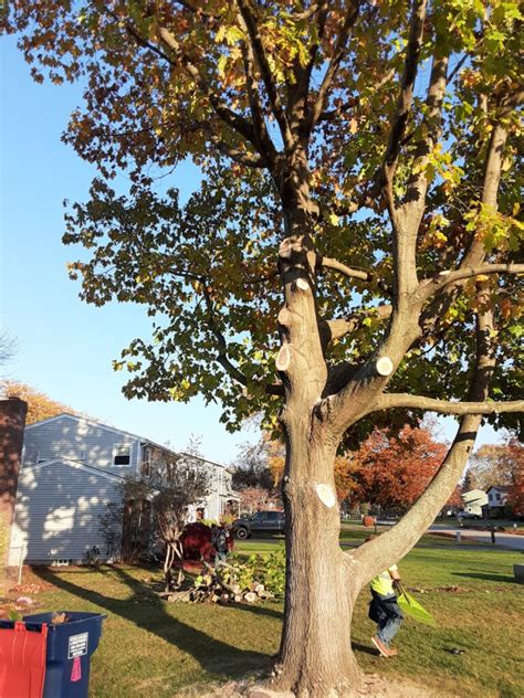 Tree Pruning Paul S Landscaping Of NY LLC