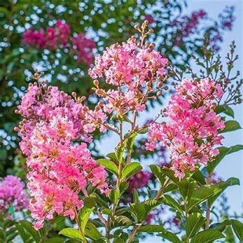 CHUXAY GARDEN 35 semillas de árbol de mirto rosa para plantar