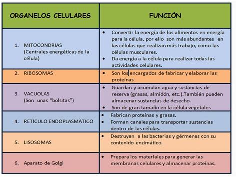 Ciencias 1 Organelos Celulares Y Su Función