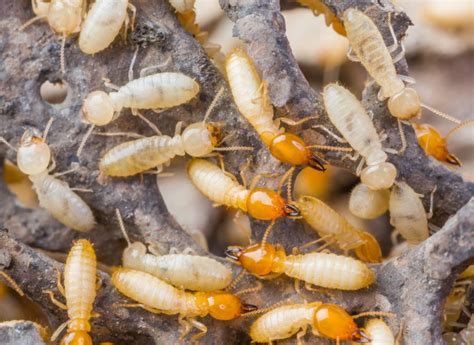 9 Signs of Termite Infestation | TOPBEST