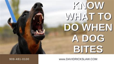 Know What To Do When A Dog Bites California Dog Bite Laws Youtube