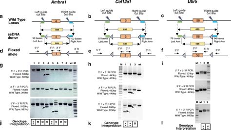 Easi Crispr A Robust Method For One Step Generation Of Mice Carrying Conditional And Insertion