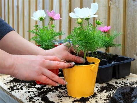 Kitchen Gardening का शौक है तो इन 11 आसान तरीकों से पौधों की करें