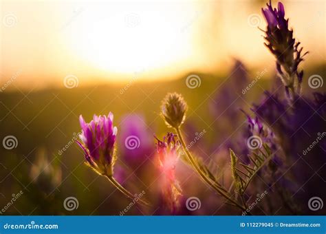 Wildflowers at sunset stock image. Image of thistle - 112279045