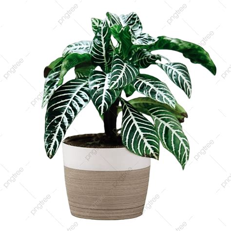 Indoor Plants Png Image Green Indoor Plant Png Green Plant Indoor Plant Png Image For Free