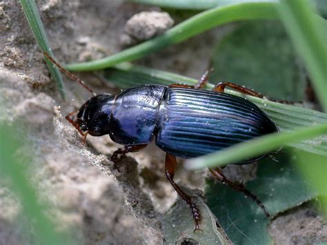 Garden Beetles | Fasci Garden