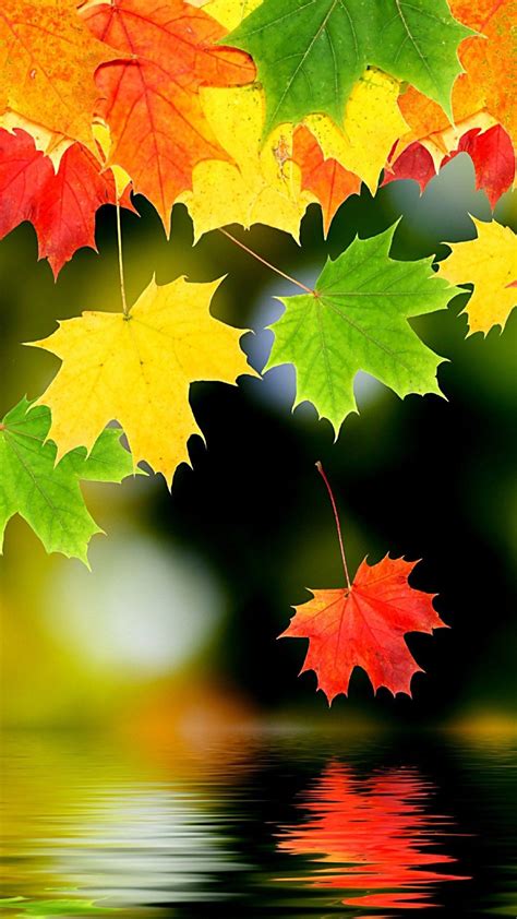 Colorful Leaves Wallpapers Top Free Colorful Leaves Backgrounds