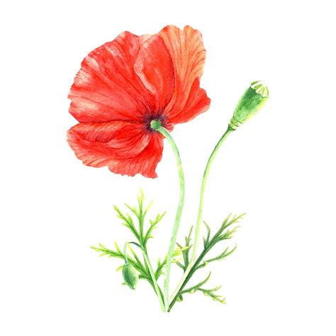 Premium Photo Poppy Flower Watercolor Illustration Isolated On White